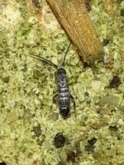 Tomocerinae