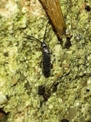 Tomocerinae