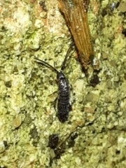 Tomocerinae