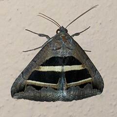 Grammodes