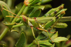 Bootettix argentatus