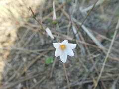 Acis autumnalis