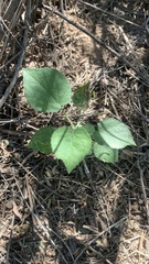 Abutilon abutiloides