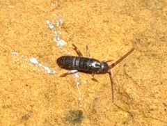 Tomocerinae
