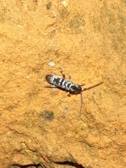 Tomocerinae