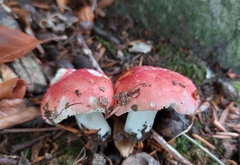 Russula rosacea
