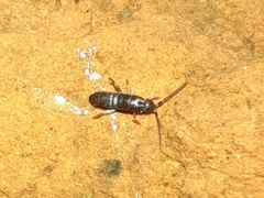 Tomocerinae