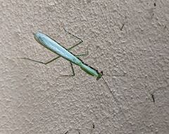 Mantodea