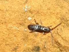 Tomocerinae