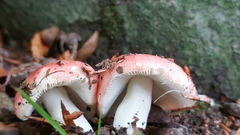 Russula rosacea