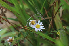 Aster shimadae