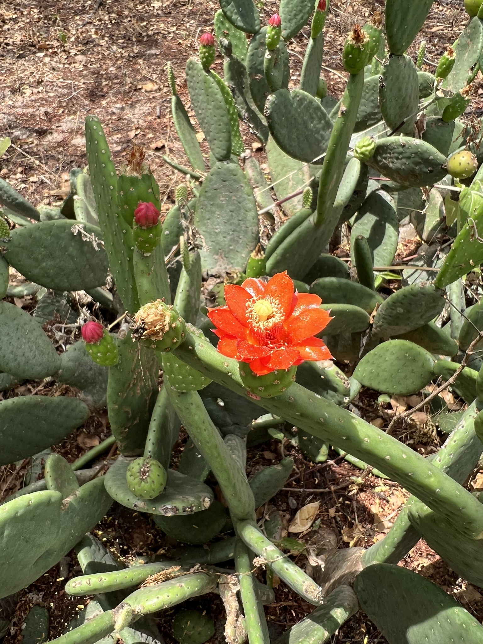 Tacinga inamoena