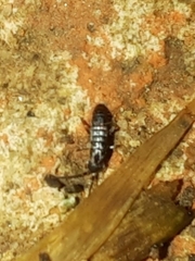 Tomocerinae
