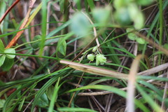 Polygala japonica