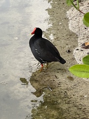 Gallinula galeata