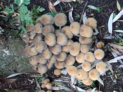 Coprinellus