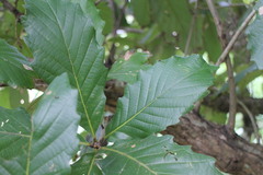 Quercus aliena
