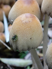 Coprinellus