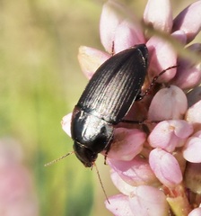 Anisodactylus rusticus