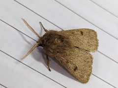 Paracles fusca
