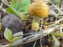Psilocybe cubensis
