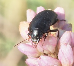 Anisodactylus rusticus