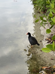 Gallinula galeata