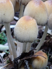 Coprinellus