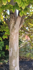 Parrotia persica