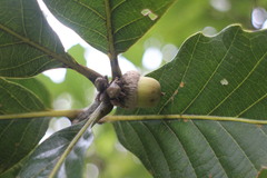 Quercus aliena