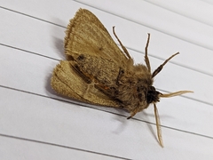 Paracles fusca