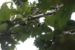 Quercus aliena