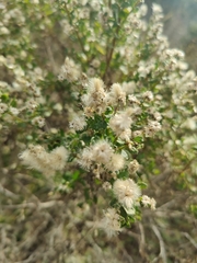 Baccharis pilularis consanguinea