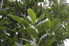 Quercus aliena
