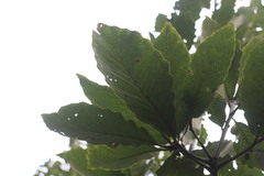 Quercus aliena