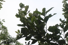 Quercus aliena