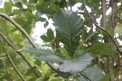 Quercus aliena