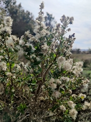 Baccharis pilularis consanguinea