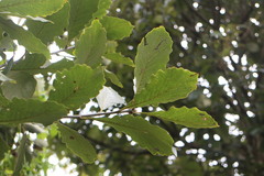 Quercus aliena