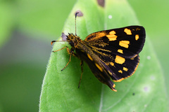 Metisella metis paris