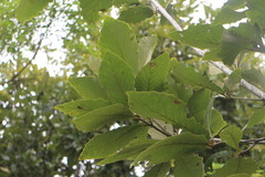 Quercus aliena