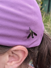 Lepidophora lepidocera