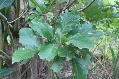 Quercus aliena