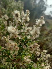 Baccharis pilularis consanguinea