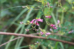 Lespedeza thunbergii