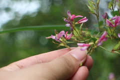 Lespedeza thunbergii