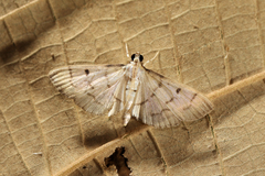 Herpetogramma bipunctalis