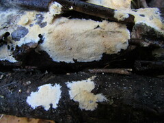 Steccherinum subcrinale