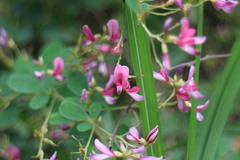 Lespedeza thunbergii