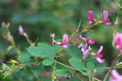 Lespedeza thunbergii